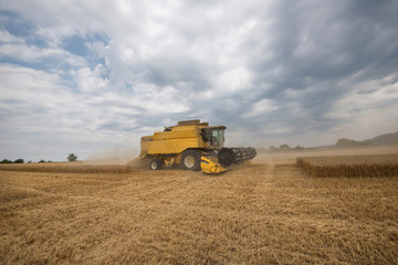 Harvester machine working in field. Combine harvester agriculture machine harvesting golden ripe wheat field. 