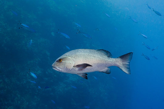 Twinspot snapper (Lutjanus bohar) side view of large silver fish with dark fins swimming in the blue clear water of the Red Sea, with small fish swimming in the background.