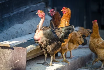 Raamstickers Kip Naakte nek en traditionele oranje kip eten bij een feeder in een traditionele landelijke boerenerf met fel zonlicht in een indrukwekkende opname