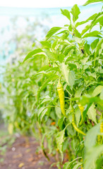 Peppers in a garden on a beautiful sunny summer day with beautiful warm light in an organic view