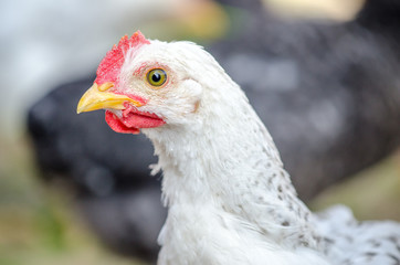 Cute white young chicken looking at the camera and me in a close portrait view with beautiful vibrant colors good for an article photo