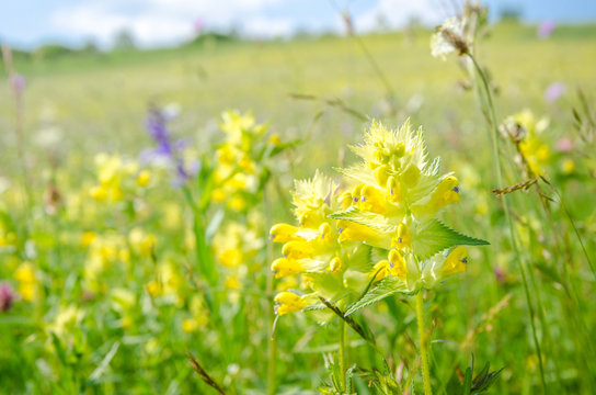Fototapeta Yellow Rattle (Rhinanthus minor) wild flower on a sunny summer day on a beautiful fresh green pasture