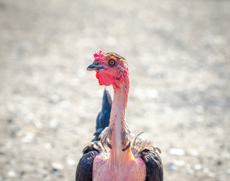 Naked Neck chicken on a sunny day in the yard