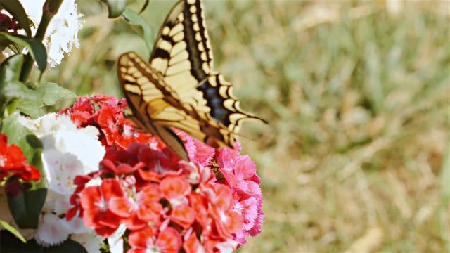 Close up of beautiful butterflie Papilio machaon perched on a flower, 4k, 75 FPS