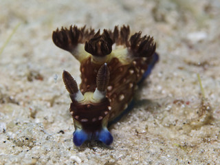 Dorid Nudibranch (Nembrotha sp.2)