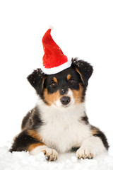 Australian Shepherd Welpe mit Weihnachtsmütze isoliert auf weißem Hintergrund