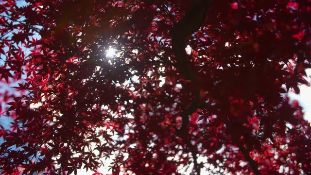 The Sun peeks through beautiful Red Fall Leaves