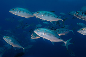 A school of Yellow-dotted trevally fish (Carangoides fulvoguttatus) swimming by. Large silver bodied fish with dark spots on it's side.