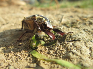  in the soil insect Surfer.are the animals.