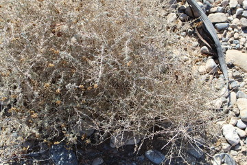 Desert Life | Thorns