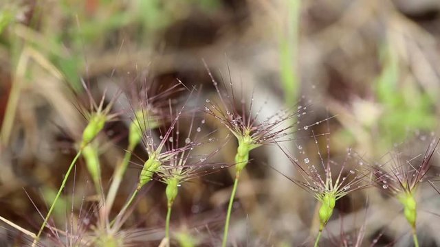 Aegilops geniculata (ovate goatgrass) wild plant with raindrops in nature 