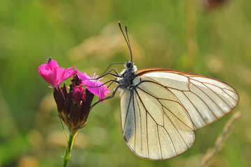 Superb butterfly sitting on a purple flower