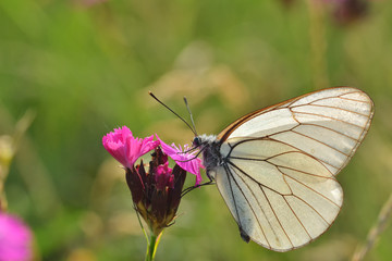 Superb butterfly sitting on a purple flower