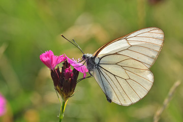Superb butterfly sitting on a purple flower