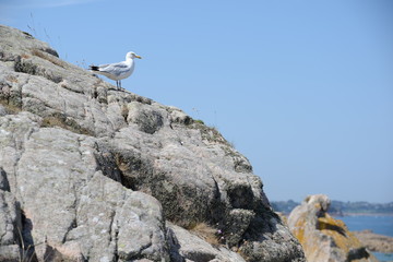 Möwe an der Küste von Ploubazlanec, Bretagne