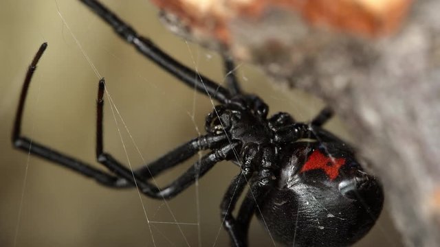 Macro view of Black Widow Spider showing red hourglass on abdomen in detail.