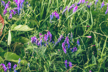 Beautiful purple tufted vetch flowers.