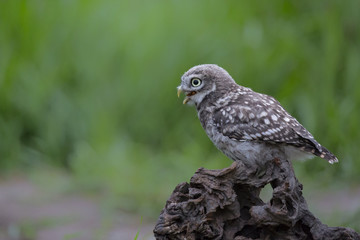 Baby little owl on a branch in Noord Brabant in the Netherlands