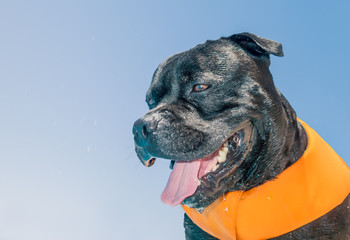 portrait of a black staffordshire bull terrier dog soaking wet and dripping wearing an orange life...