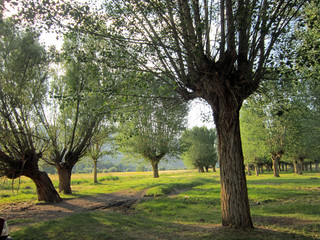  peaceful nature views.landscapes,nature,trees 