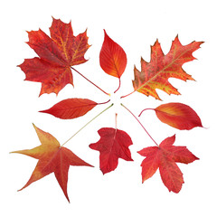 Feuilles mortes rouge d'automne