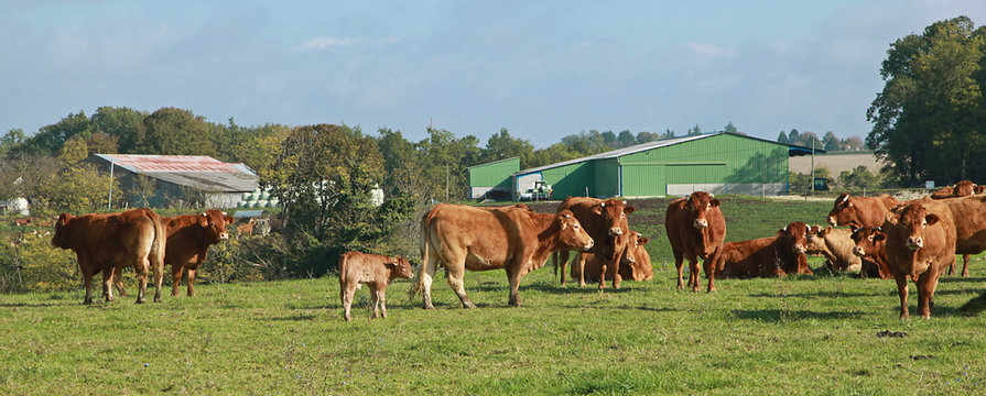 Vaches limousines au champ