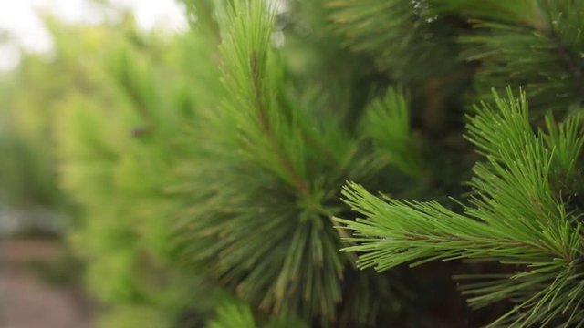 Beautiful background with green coniferous branch and sun light close-up