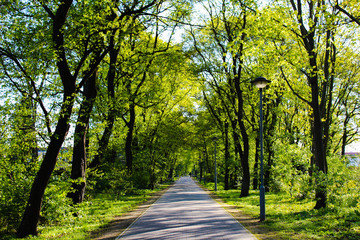 Walk through the Woods