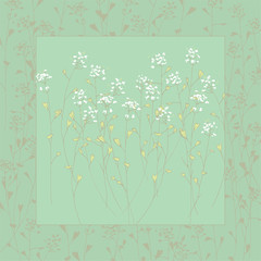 Capsella bursa-pastoris.Blooming grass. Medicinal plant. Wildflowers. Flower tenderness print.
