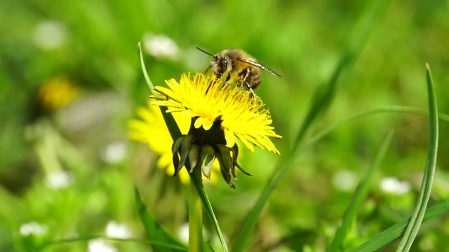 Close-up of brown bee Anthophora plumipes with long legs and fluffy body collecting honey and pollen on yellow dandelion flower in foothills of Caucasus