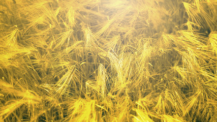 ears of wheat or barley. toned..