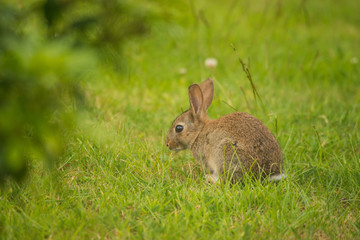 Small Bunny Rabbit- Leveret