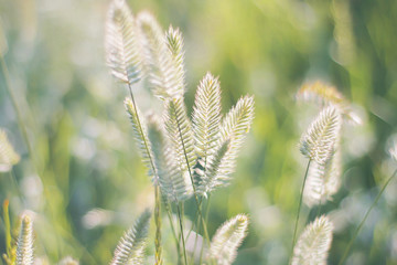 spikelets of grass. toned. natural background