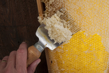 Beekeeper is uncapping honeycomb with uncapping fork