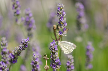 Pieris brassicae butterfly resting on the lavender.