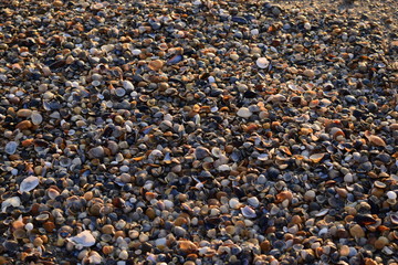 Sea shells on beach