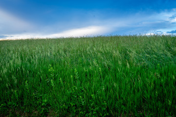 Field of Grass