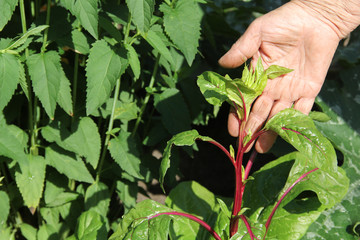 Mangold Pflanze Garten Hand Frau 