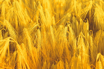 ears of wheat or barley. toned..