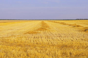 mown field of wheat against the sky.