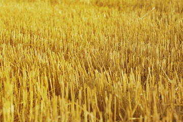 stubble. mown wheat.