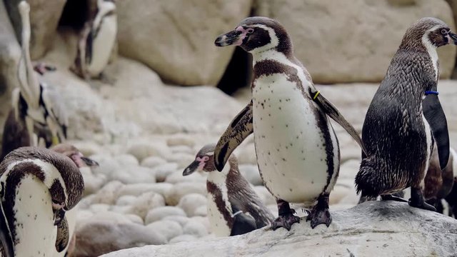 Humboldt Penguins walking in the zoo.