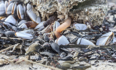 Nature everywhere:  group of some sea shells stucking on a rock coastline in low tide, Brittany, France