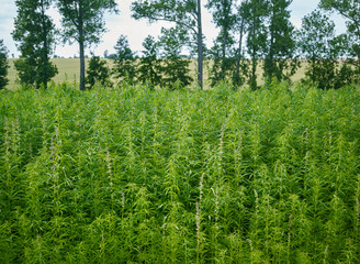 Plants: View over a small industrial hemp field in Eastern Thuringia