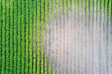 Schilderijen op glas Top view of soybean field during drought © Budimir Jevtic
