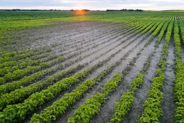 Fototapeten Soybean field during drought © Budimir Jevtic