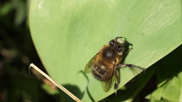 Macro of spring bee Anthophora plumipes resting on leaf of tulip in green grass in spring in foothills of Caucasus