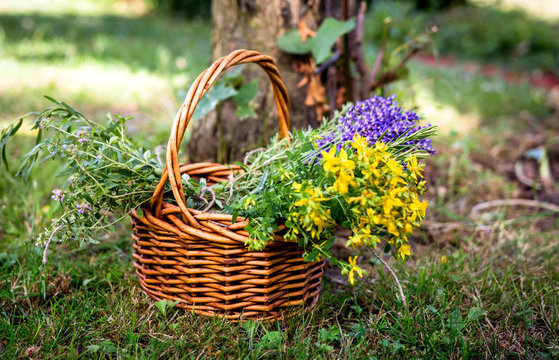 Sammeln von Heilkr&auml;utern im Sommer