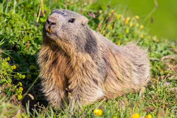 Close-up of a curious looking alpine marmot in the European Alps