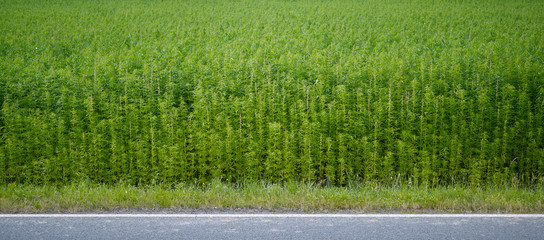Plants: Industrial hemp field at the edge of an asphalted country road in Eastern Thuringia